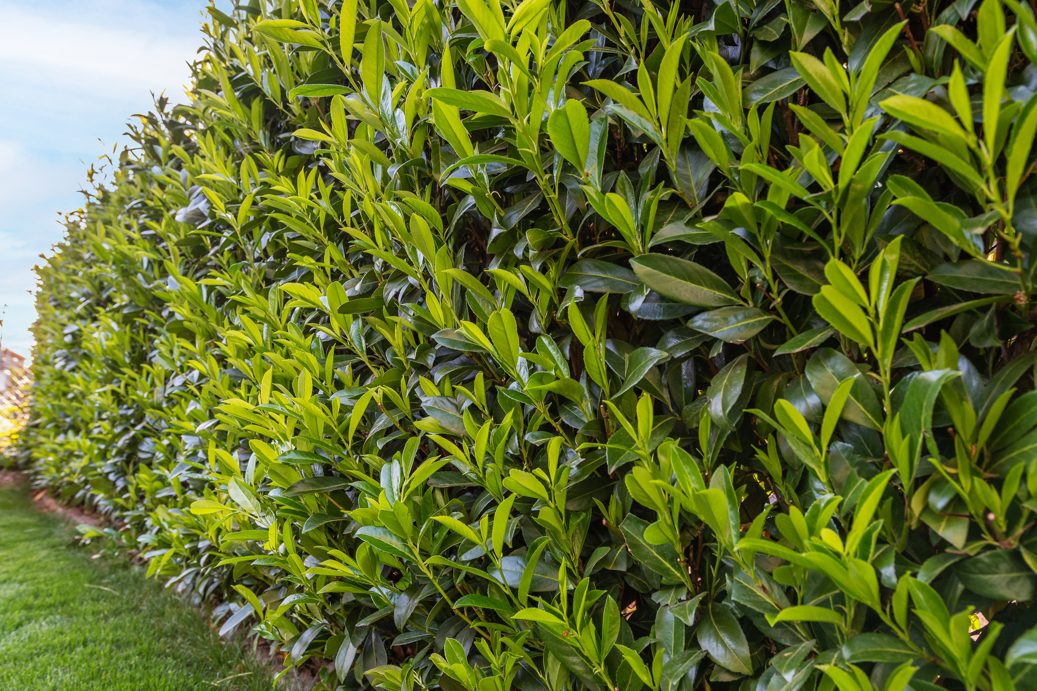 Seto de laurel cerezo en un césped