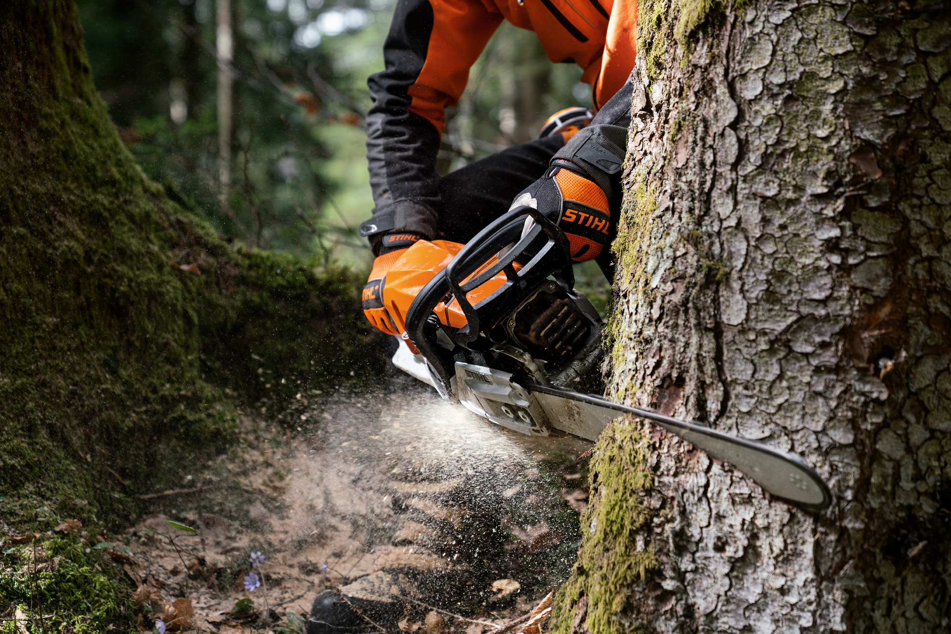 Primer plano de una motosierra de gasolina STIHL MS 400 C-M con pistón de magnesio cortando un tronco de árbol.